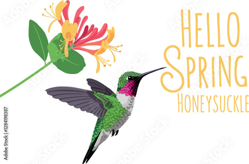 Colorful hummingbird in flight beside vibrant honeysuckle flower in a cheerful, spring-themed flat vector illustration
