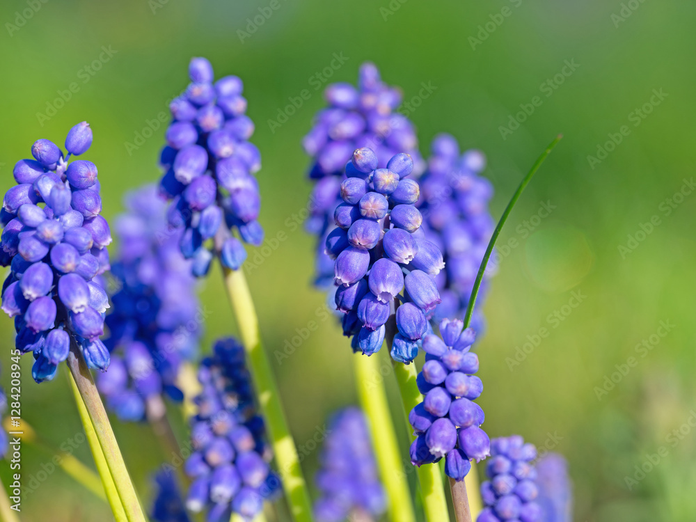 Blühende Traubenhyazinthen,Muscari, im Frühling Blühende Traubenhyazinthen,Muscari, im Frühling