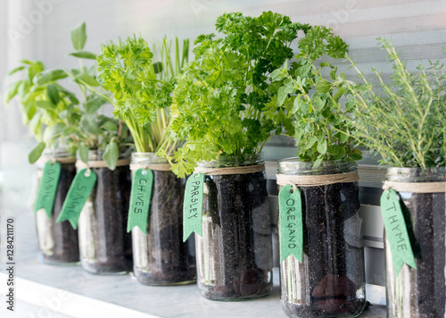 Fresh herbs such as parsley, oregano, and basil growing in mason jars with handwritten labels. A neatly arranged indoor herb garden.