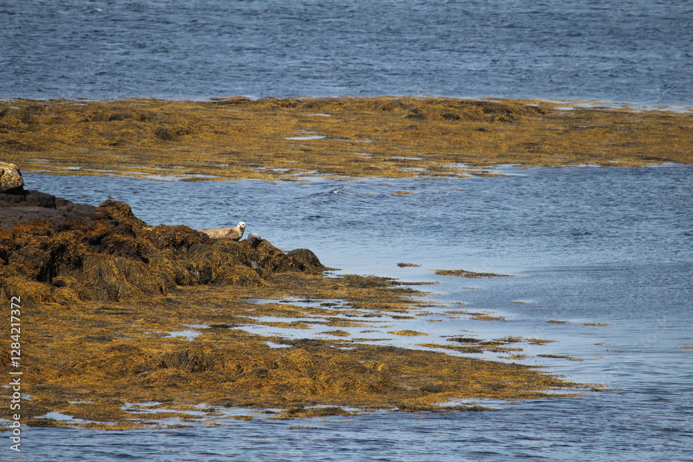 Seal lying on rock by the water Seal lying on rock by the water