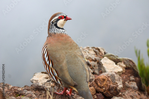 Close-up look of a partridge photo