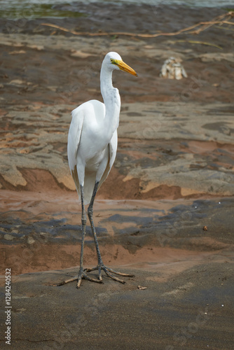 Jaco, Costa Rica - November 21, 2024 - Great Egret - Ardea alba, in the banks of Tarcoles river, in Puntarenas province