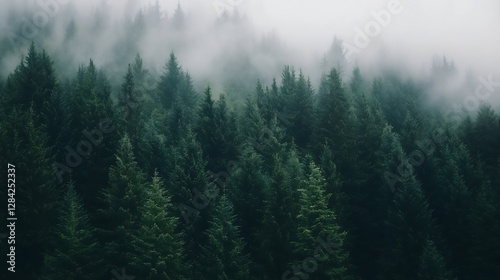 A misty morning view of dense green pine trees in the forest showcasing nature's tranquility : Generative AI