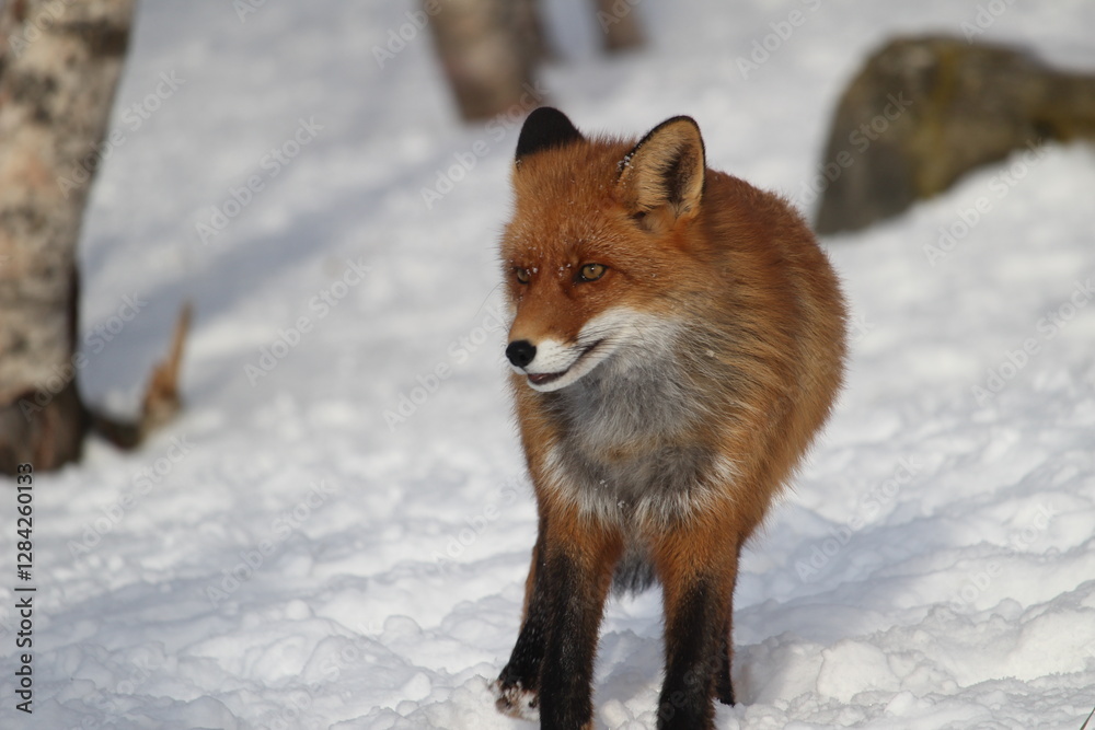 Fototapeta premium Red fox in the snow