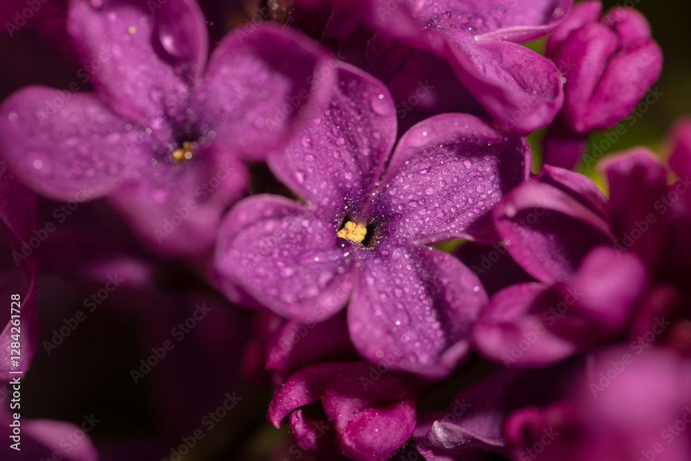 Macro shot bright violet lilac flowers. Abstract romantic floral background. Macro shot bright violet lilac flowers. Abstract romantic floral background.