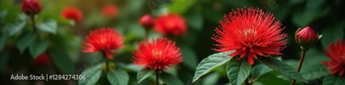 Calliandra Houstoniana in full bloom with bright red petals, foliage, photo