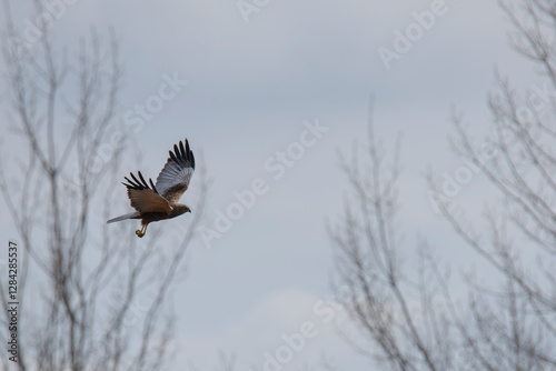 aguilucho lagunero occidental