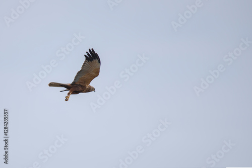 aguilucho lagunero occidental