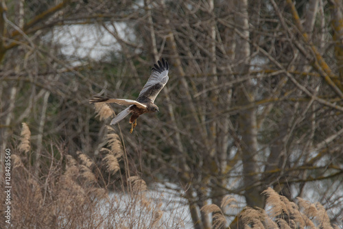 aguilucho lagunero occidental