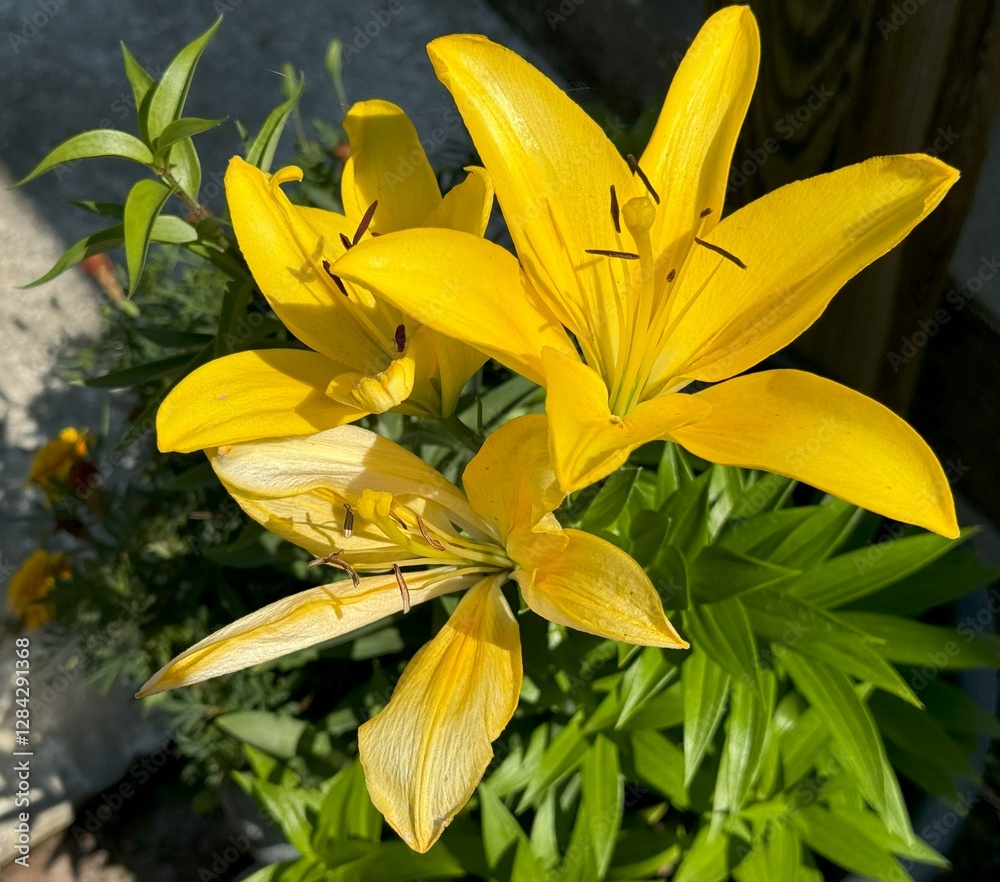 Bright yellow lilies in full bloom, soaking up the sunlight. Their delicate petals and deep green leaves create a vibrant, fresh springtime feel. Bright yellow lilies in full bloom, soaking up the sunlight. Their delicate petals and deep green leaves create a vibrant, fresh springtime feel.