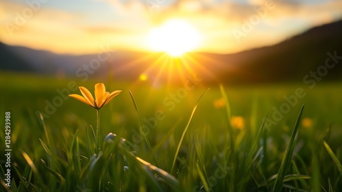 A single yellow flower blooming in a lush green field with sunlight streaming through at sunset : Generative AI photo