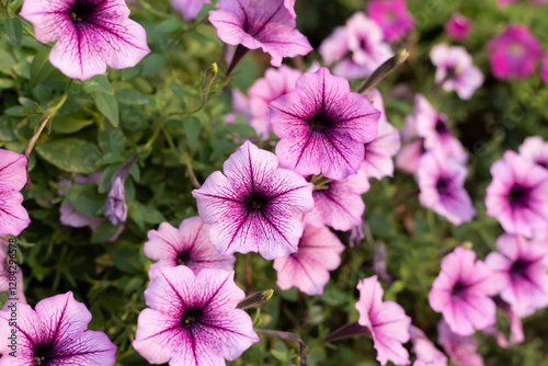 Beautiful blooming pink and violet petunia flower in garden. Close up of petunia.