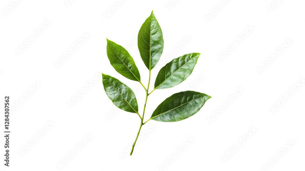 Green leaf branch with glossy foliage and texture Green leaf branch with glossy foliage and texture