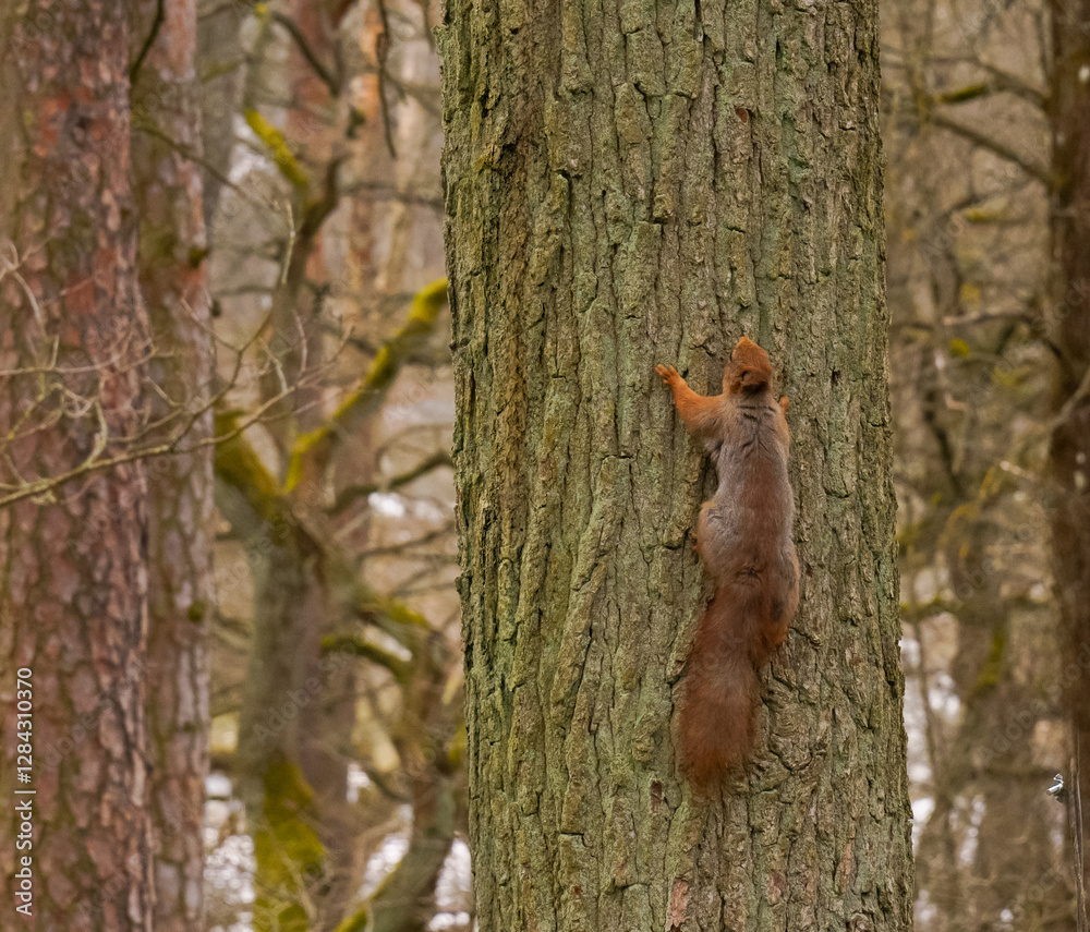 Red Squirrel on Tree Branch – Agile Wildlife in Natural Forest Habitat Red Squirrel on Tree Branch – Agile Wildlife in Natural Forest Habitat