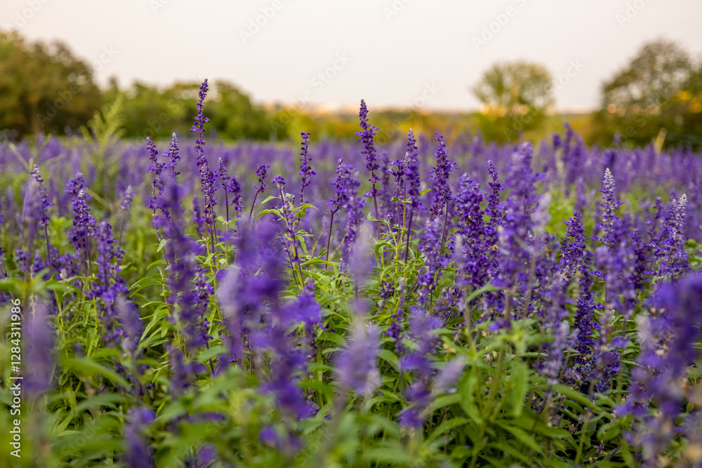 Obraz premium Lavender flowers at the Netherlands Carillon in Arlington, Virginia.