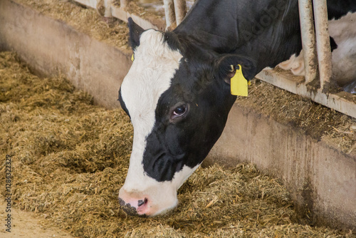 Holstein cow eating silage