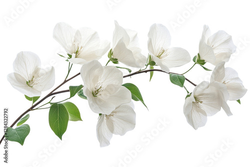 Bougainvillea branch with white flowers in bloom