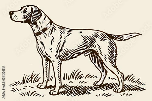 Dog vintage engraved vector illustration