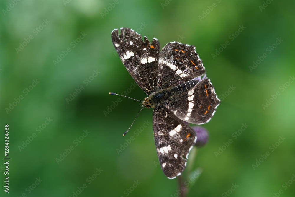 A Map butterfly sits on a pink flower with green background. Araschnia levana f. prorsa. Wildlife scene with a butterfly A Map butterfly sits on a pink flower with green background. Araschnia levana f. prorsa. Wildlife scene with a butterfly