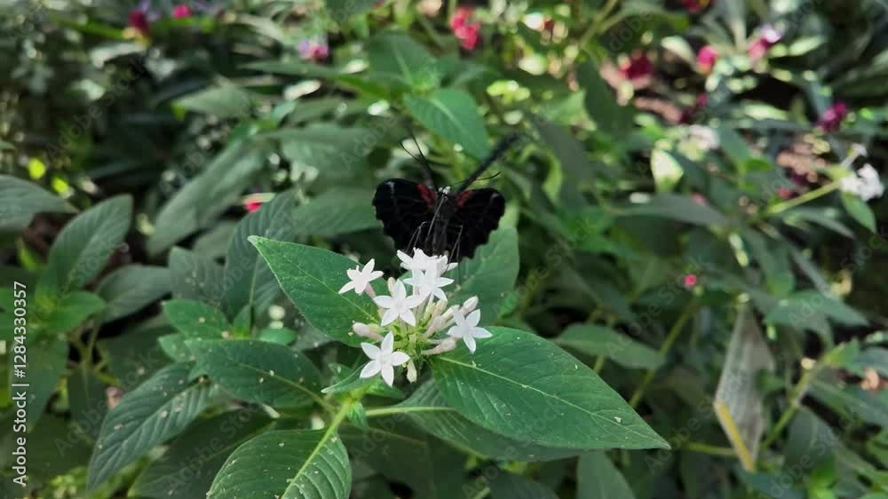 Close view of a common black mormon butterfly around a flower flapping his wings in slow motion with 240 Fps Close view of a common black mormon butterfly around a flower flapping his wings in slow motion with 240 Fps