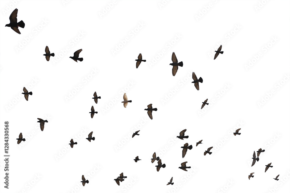Obraz premium Flocks of flying pigeons isolated on white background. Save with clipping path.