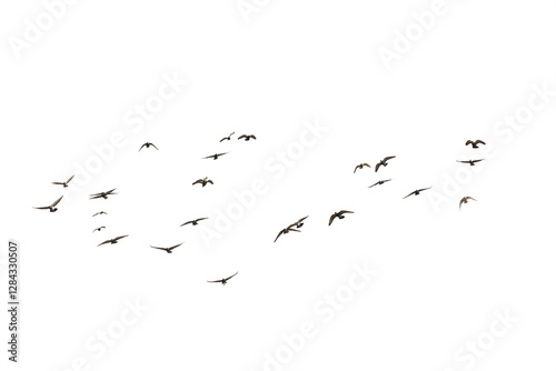 Flocks of flying pigeons isolated on white background. Save with clipping path.