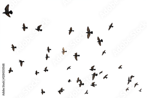 Flocks of flying pigeons isolated on white background. Save with clipping path.