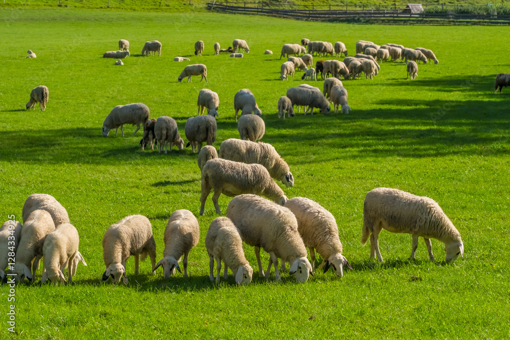 Fototapeta premium Herd of sheep peacefully grazing on a beautiful green meadow.
