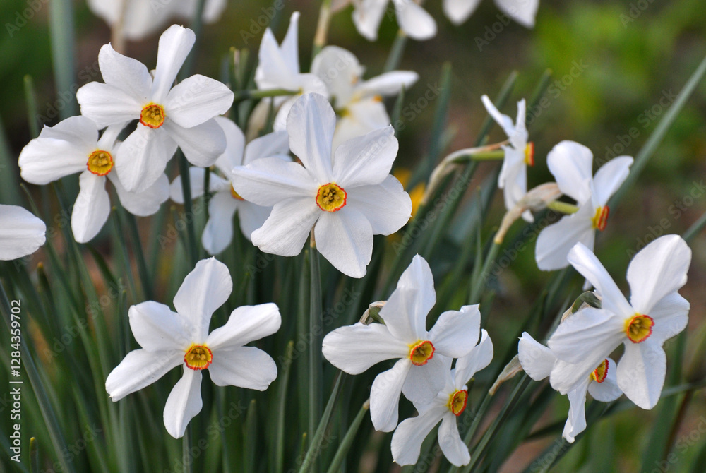 Narcissus (daffodils) bloom in the flowerbed. Narcissus (daffodils) bloom in the flowerbed.