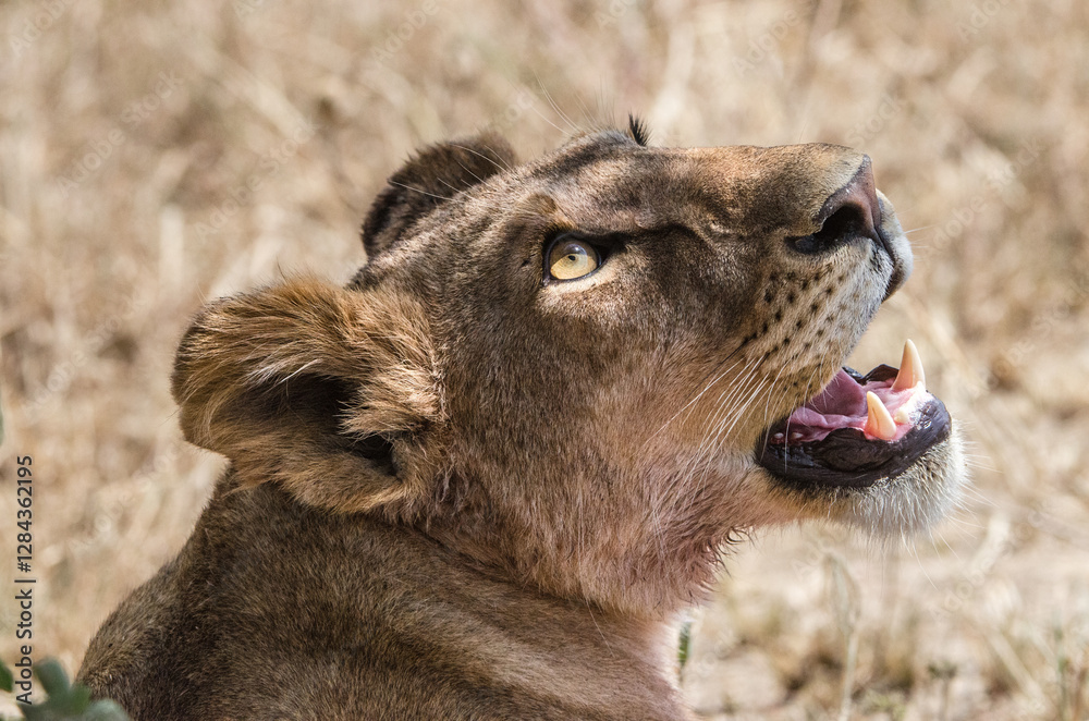 Fototapeta premium lion dans le parc du Serengeti en Tanzanie