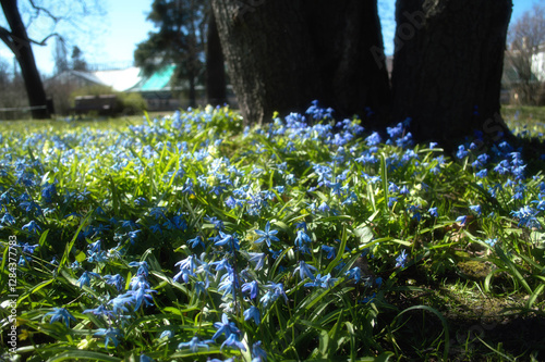Spring field in the forest with Siberian squills. Soft focus. Blooming Siberian squills in the morning rays of the sun. Magic forest