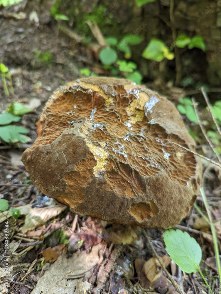 Large corroded mushroom Boletus erythropus in spring forest Large corroded mushroom Boletus erythropus in spring forest