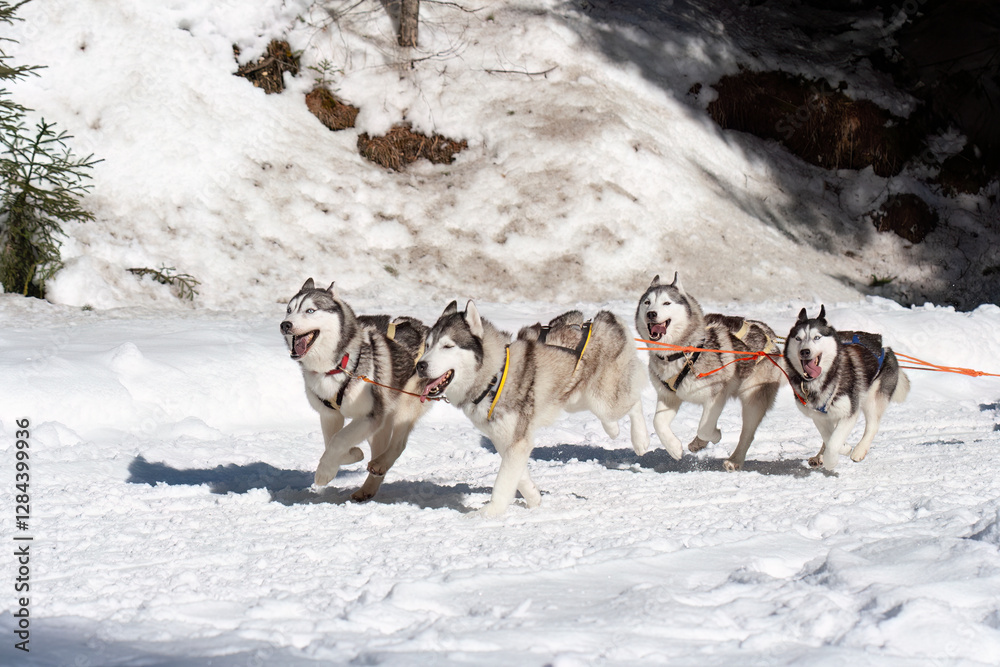 Naklejka premium sled dog competition