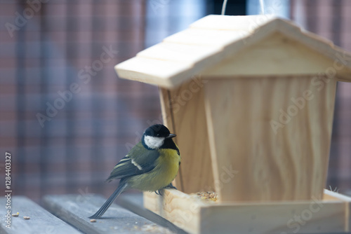 great tit on feeder