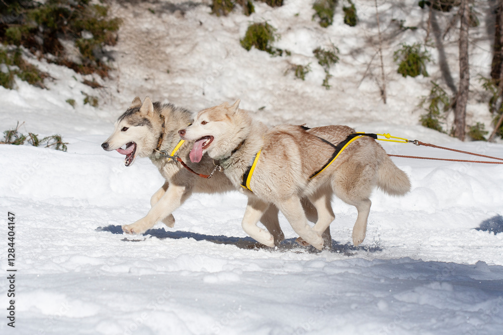 Naklejka premium sled dog competition
