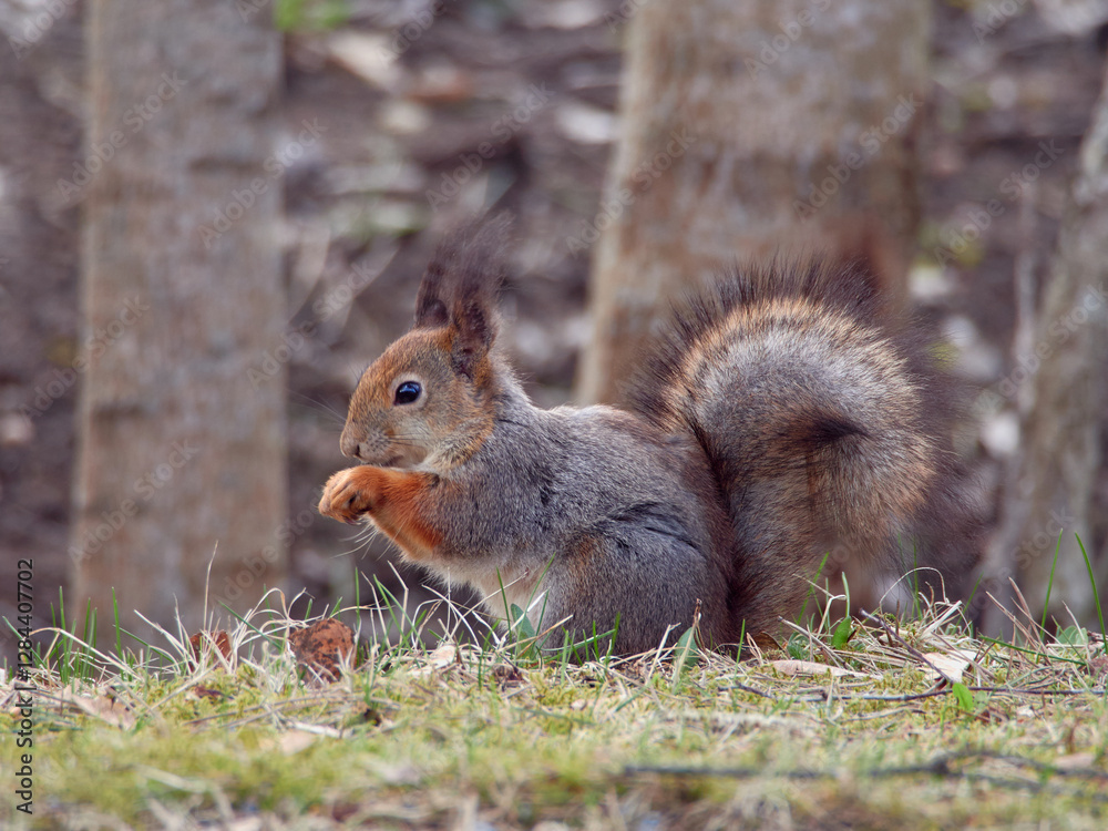 Squirrel looking for food in spring: nature of Northern Europe, Finland, April. Squirrel looking for food in spring: nature of Northern Europe, Finland, April.