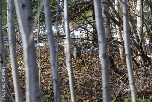 male hazel grouse among the trees in mid-May