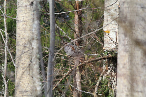 male hazel grouse among the trees in mid-May