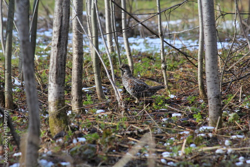 male hazel grouse in spring forest