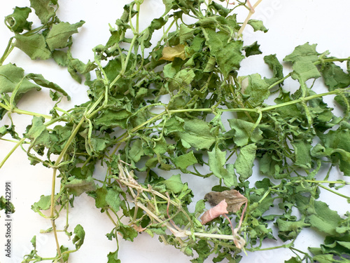 Wilted green grass on a light background, showcasing leaf texture.