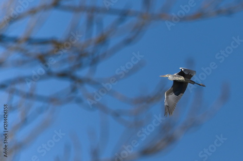 Ardea cinerea aka grey heron. Huge bird is flying above the pond in Czech republic.  photo