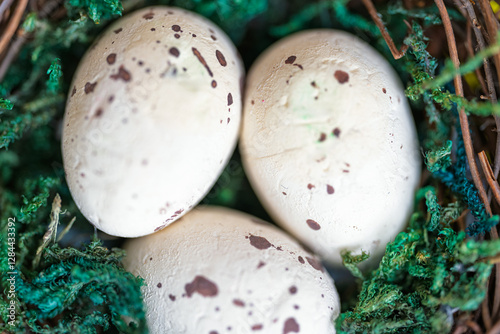 bird eggs