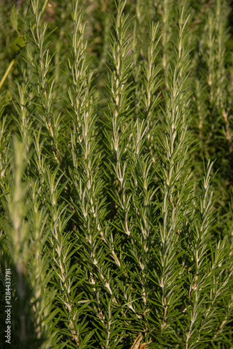 green fern leaves