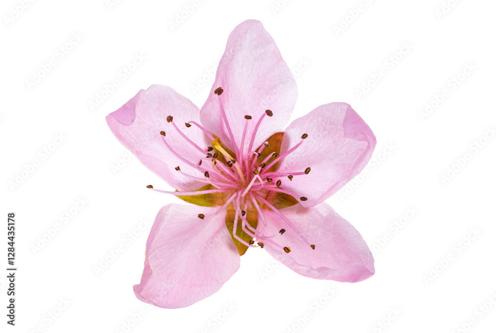sakura flowers isolated