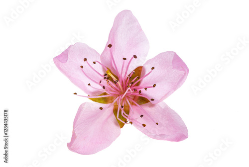 Obraz na płótnie sakura flowers isolated w salonie
