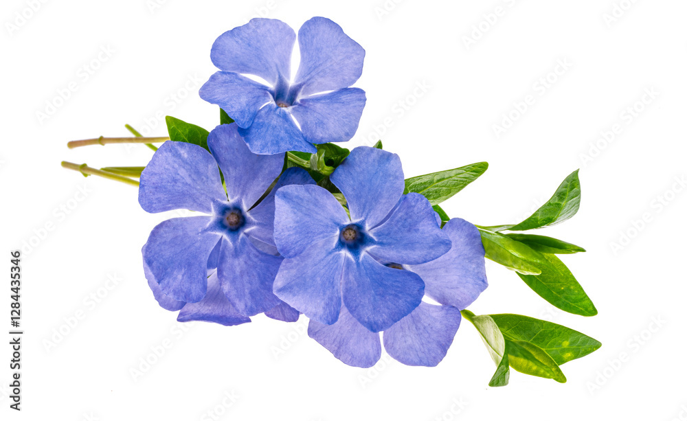 periwinkle flower isolated