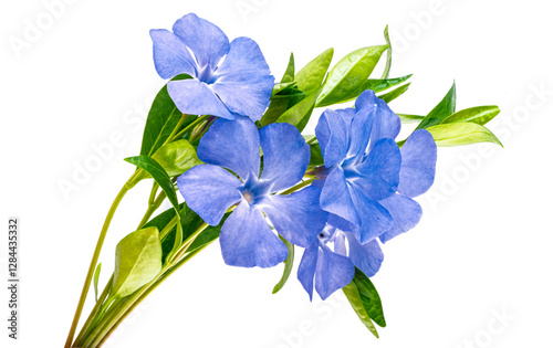 periwinkle flower isolated