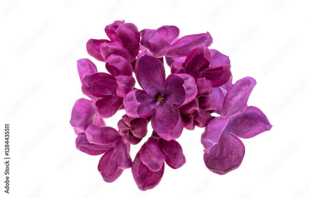 lilac flower isolated