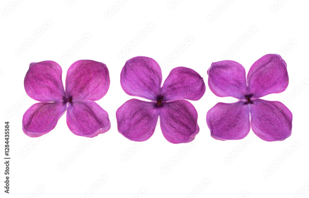 Obraz premium lilac flower isolated