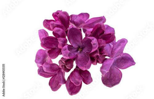 Obraz na płótnie lilac flower isolated w salonie